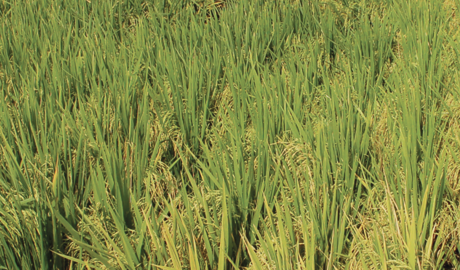 Reverse Linkage (Suriname & Malaysia) Rice Production 