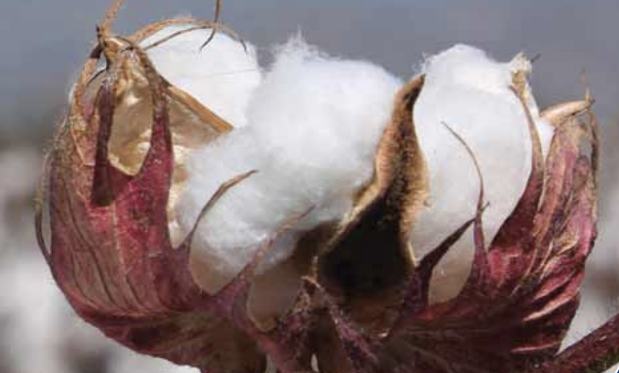 Reverse Linkage (Bangladesh & Turkey) Cotton Varieties Development