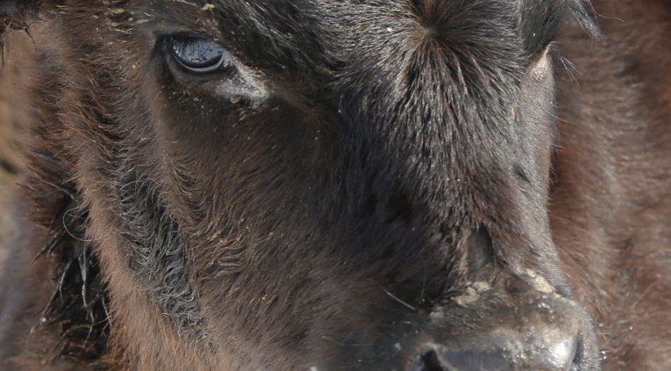 Reverse Linkage (Kyrgyz & Indonesia) Artificial Insemination of Lifestock