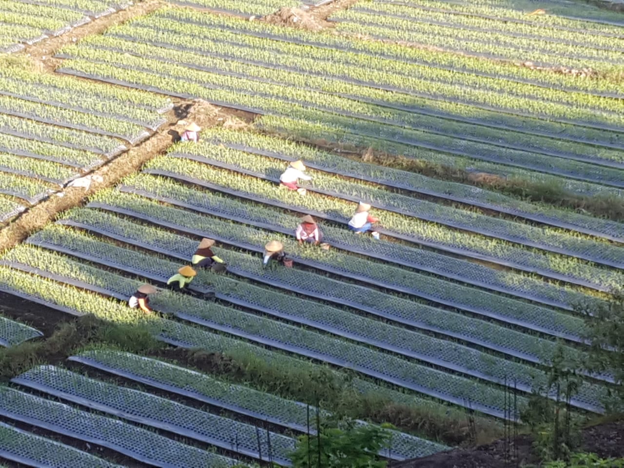 IsDB, IFAD and LLF Joint Mission to prepare the Development of Upland Agriculture Sector in Indonesia